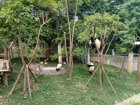 大熊猫摄影素材