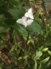 冬花夏草微距