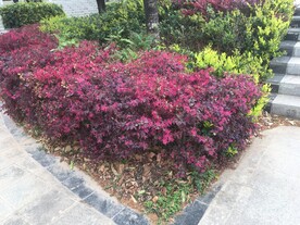会理滨河路红叶