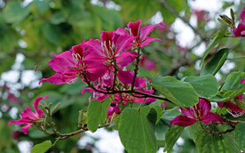 紫荆花