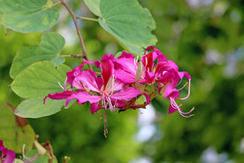 紫荆花