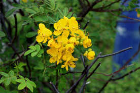 黄槐决明花