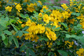 黄槐决明花