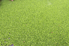 水葫芦