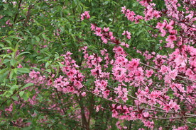 桃花盛开