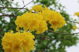 风铃花