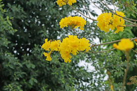 风铃花