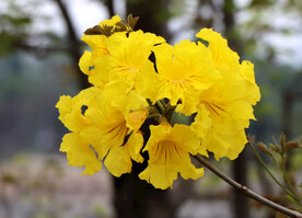 风铃花