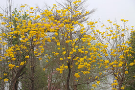 风铃花