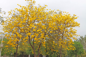 黄风铃花