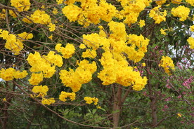 黄风铃花