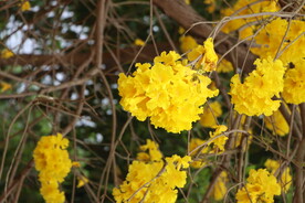 风铃花
