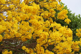 风铃花