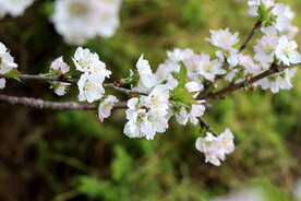 李子花