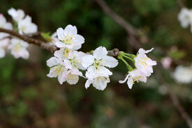 李子花