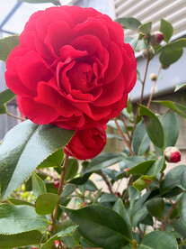 茶花