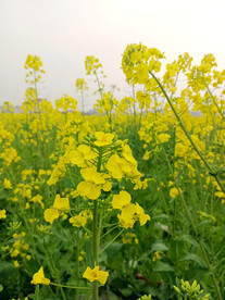 油菜花