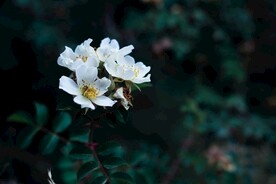 野蔷薇