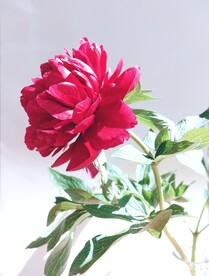 牡丹
