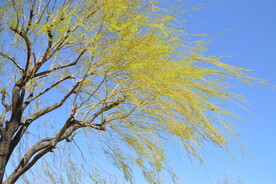 春柳  