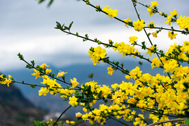 迎春花