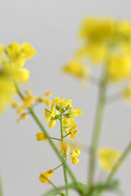 白色背景油菜花