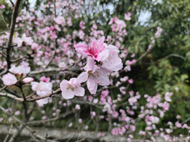 花树