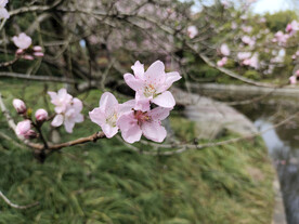 桃花三两枝