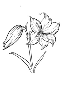 百合花线稿纹身简笔画工笔画填色