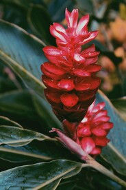 紫背竹芋
