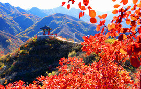 红叶 枫叶 山川