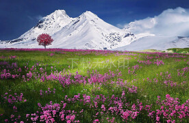 花海