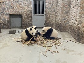 大熊猫