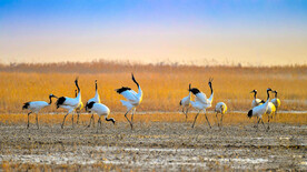 唯美丹顶鹤摄影素材