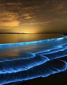 蓝眼泪的那一处光