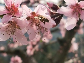桃花蜜蜂采花采蜜