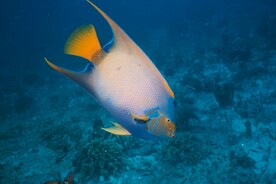 刺尾鱼