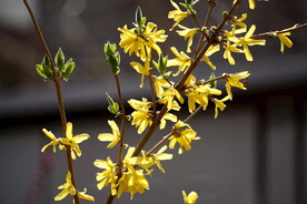 春天的连翘花朵