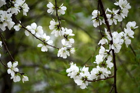 春天的桃花花朵