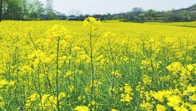 油菜花