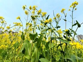 春天一片朵金黄油菜花