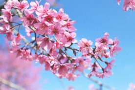 桃花摄影