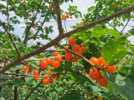 果树