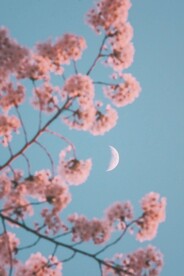 樱花冷月