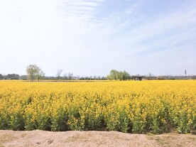 油菜花海