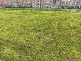 草坪