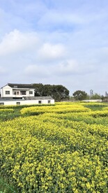 徽派建筑白墙青瓦油菜花田