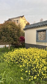 油菜花