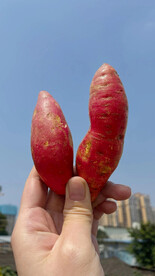 小红薯