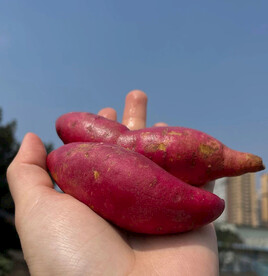 小红薯